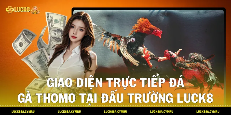 Giao diện trực tiếp Đá gà thomo tại đấu trường Luck8