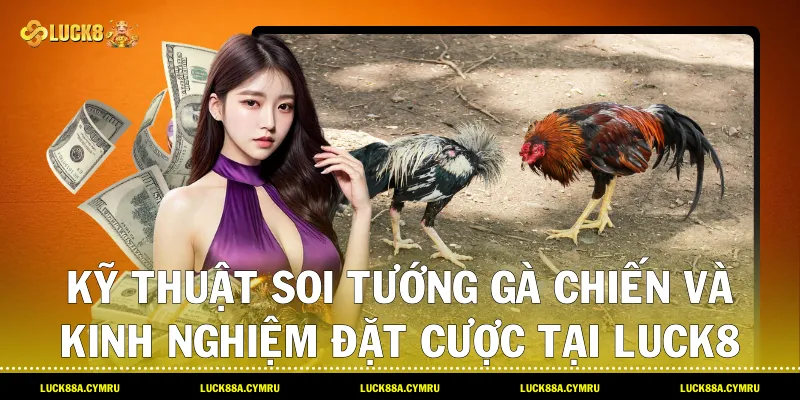 Kỹ thuật soi tướng gà chiến và kinh nghiệm đặt cược tại Luck8