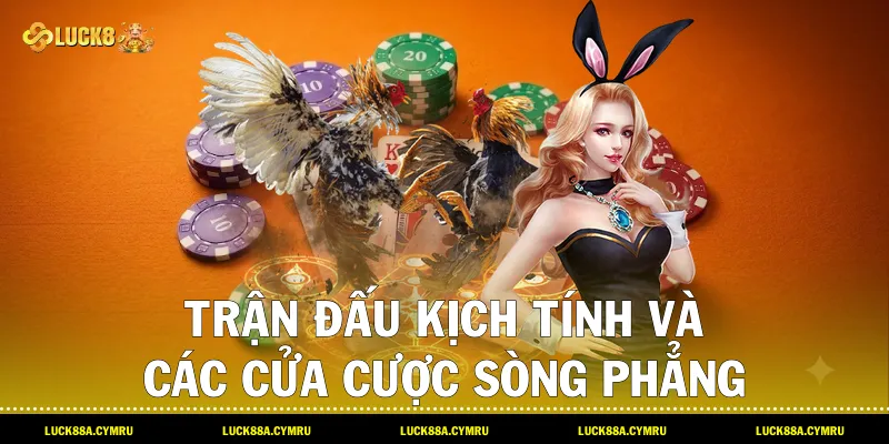 Trận đấu kịch tính và các cửa cược sòng phẳng trong sảnh Đá gà Phi cùng Luck8