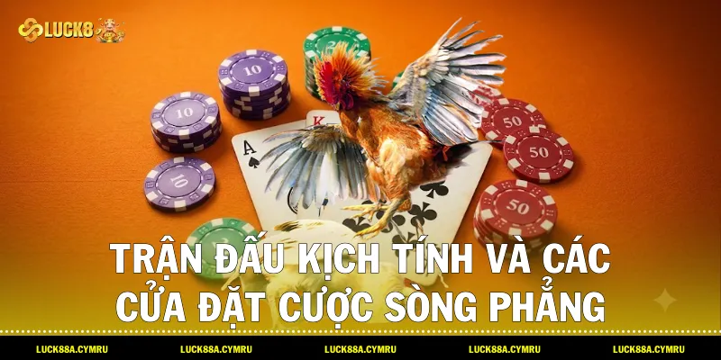 Trận đấu kịch tính và các cửa đặt cược sòng phẳng trong sảnh Đá gà luck8